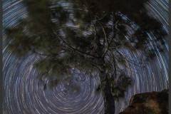2021-03-15-Windswept